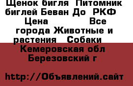 Щенок бигля. Питомник биглей Беван-До (РКФ) › Цена ­ 20 000 - Все города Животные и растения » Собаки   . Кемеровская обл.,Березовский г.